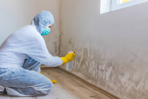 Licensed Black Mold Remediation service in Accident, MD - 24 Hour Mold Removal