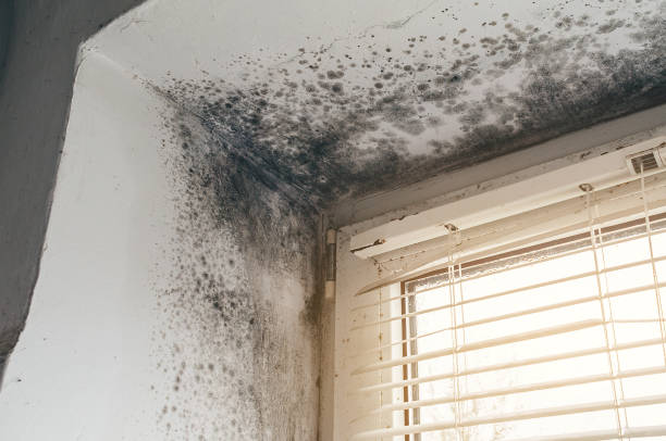 Affordable Black Mold Remediation solutions in Accident, MD